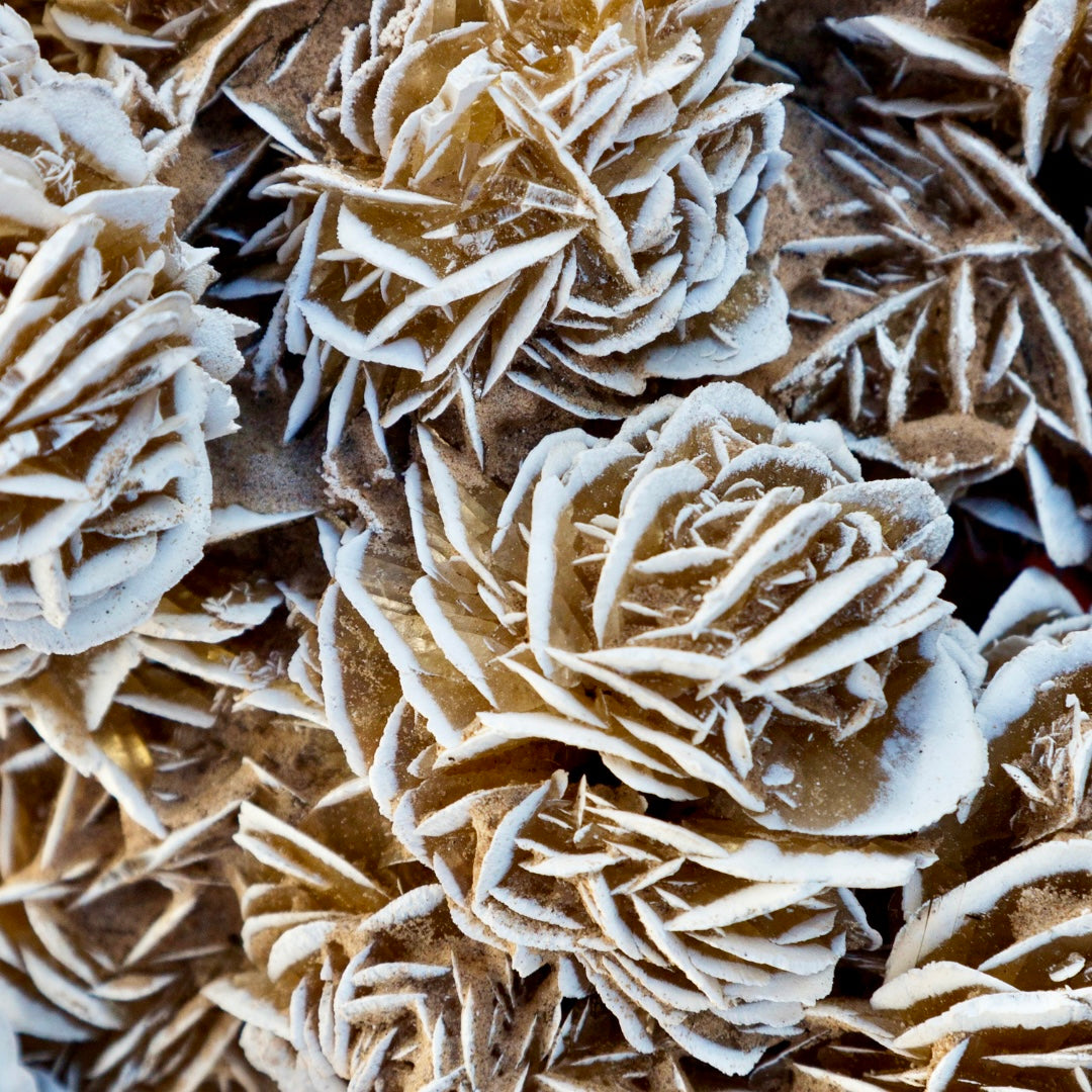 Desert Rose Selenite Barite Specimens Natural Crystal YOU CHOOSE