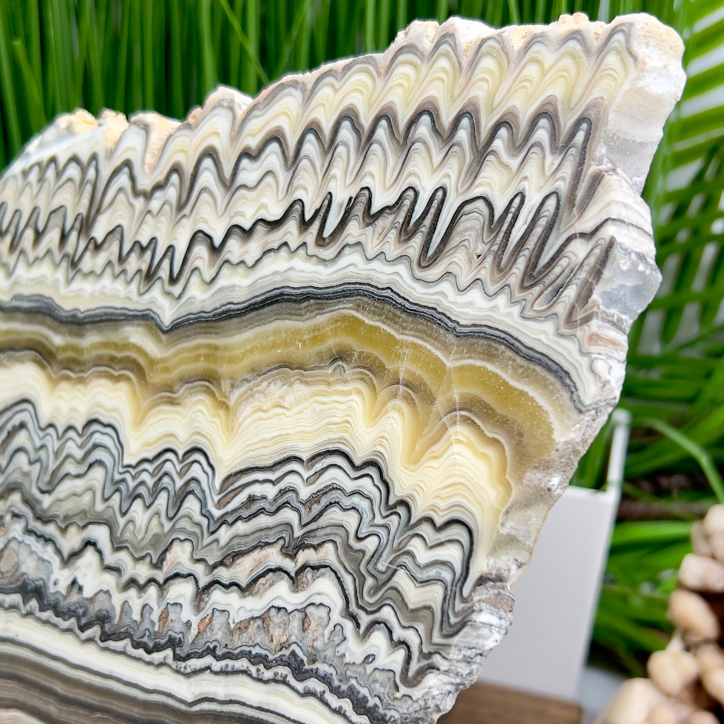 Large Zebra Calcite Slice Healing Crystal Specimen Slab 864g