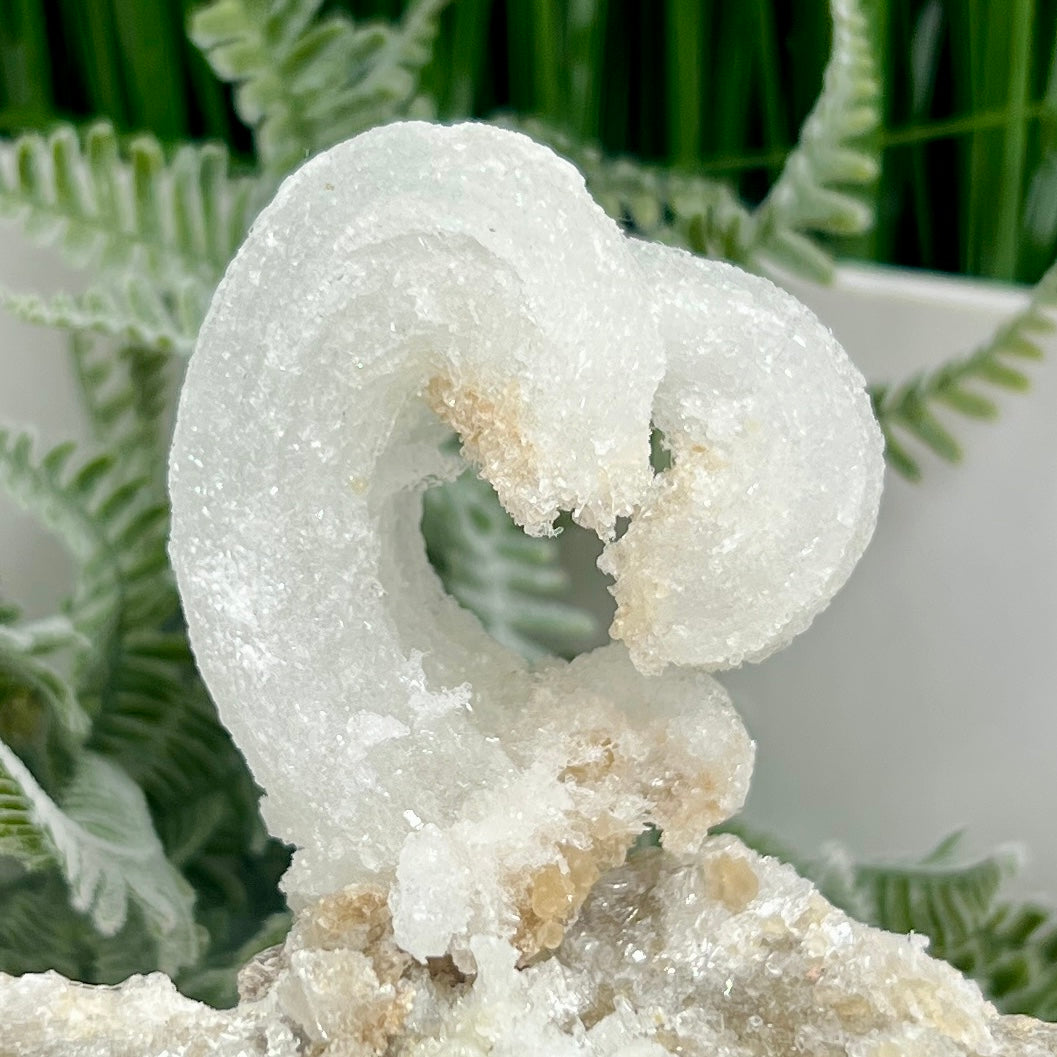 Rams Horn Selenite Gypsum RARE Raw Specimen Natural Crystal 268g