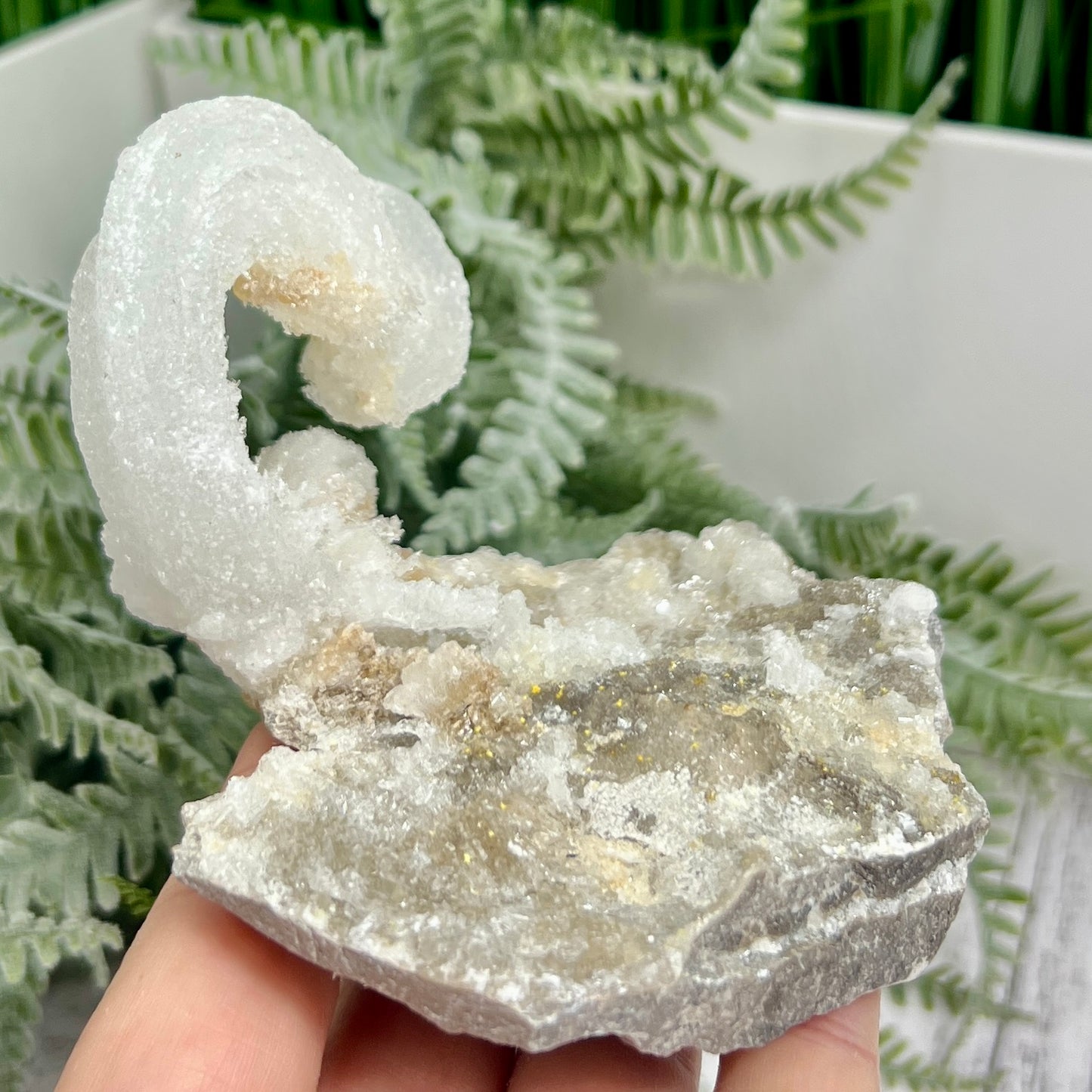 Rams Horn Selenite Gypsum RARE Raw Specimen Natural Crystal 268g
