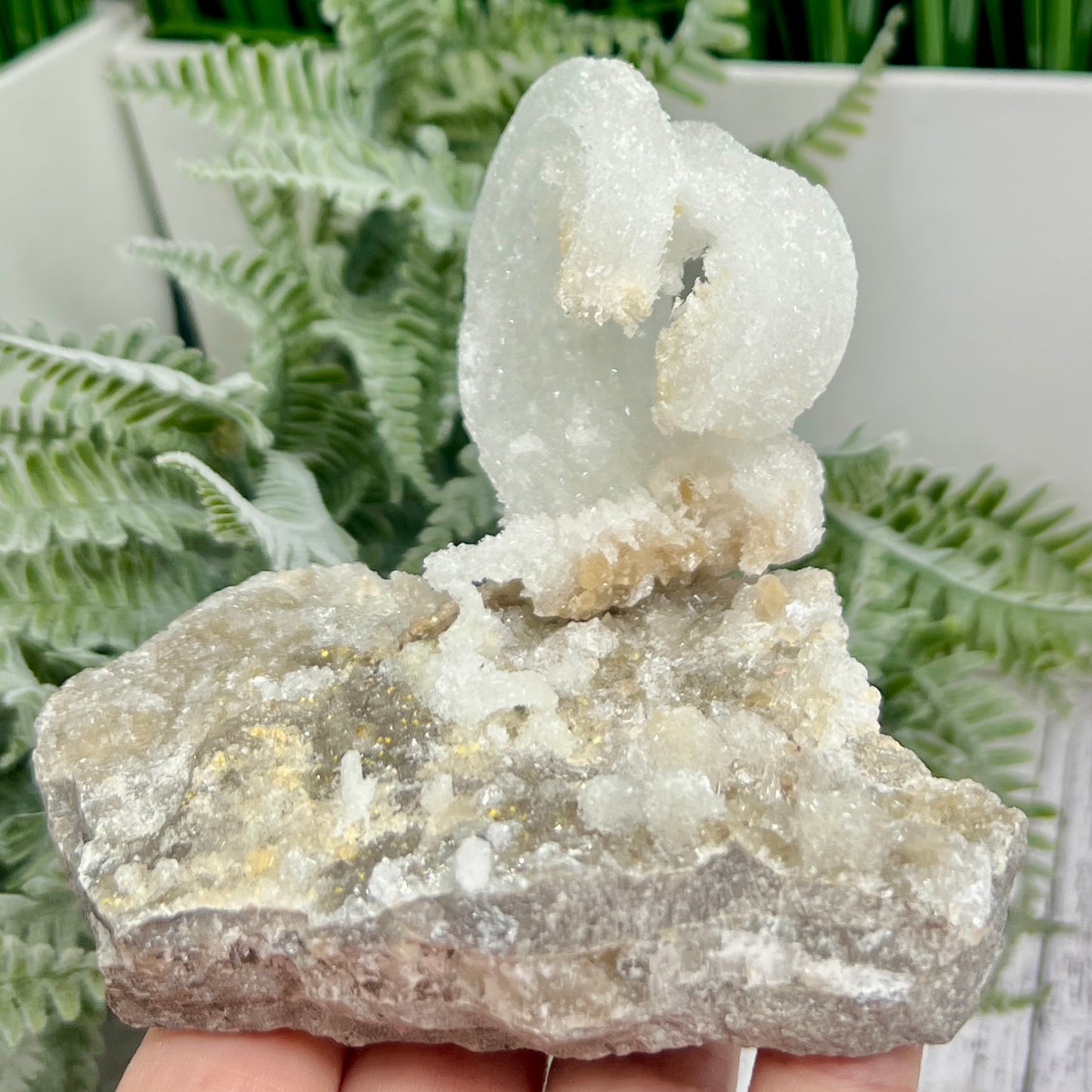 Rams Horn Selenite Gypsum RARE Raw Specimen Natural Crystal 268g