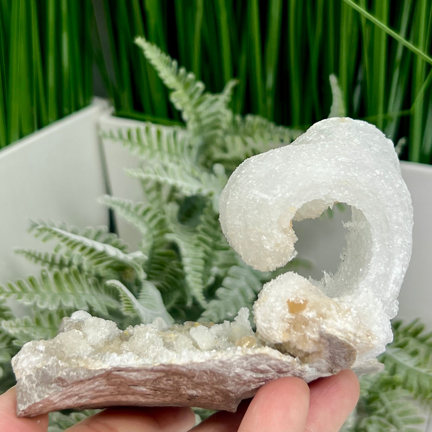Rams Horn Selenite Gypsum RARE Raw Specimen Natural Crystal 268g