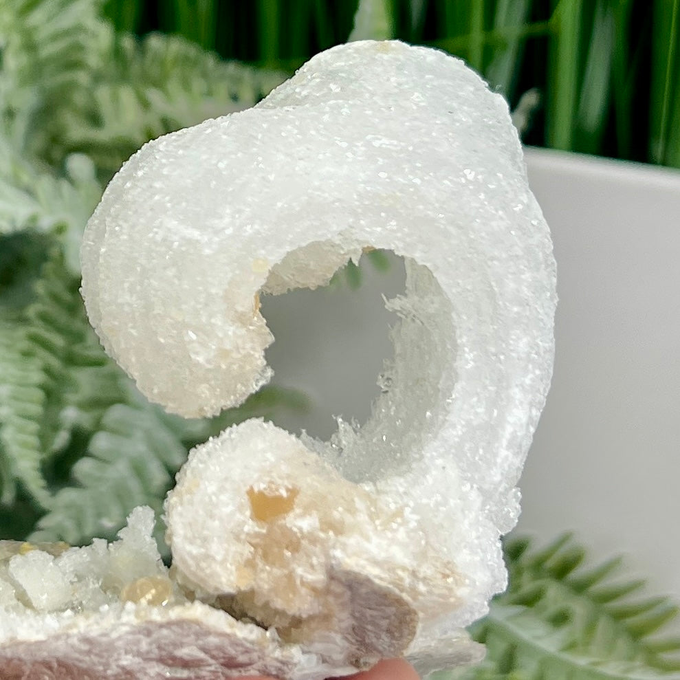 Rams Horn Selenite Gypsum RARE Raw Specimen Natural Crystal 268g