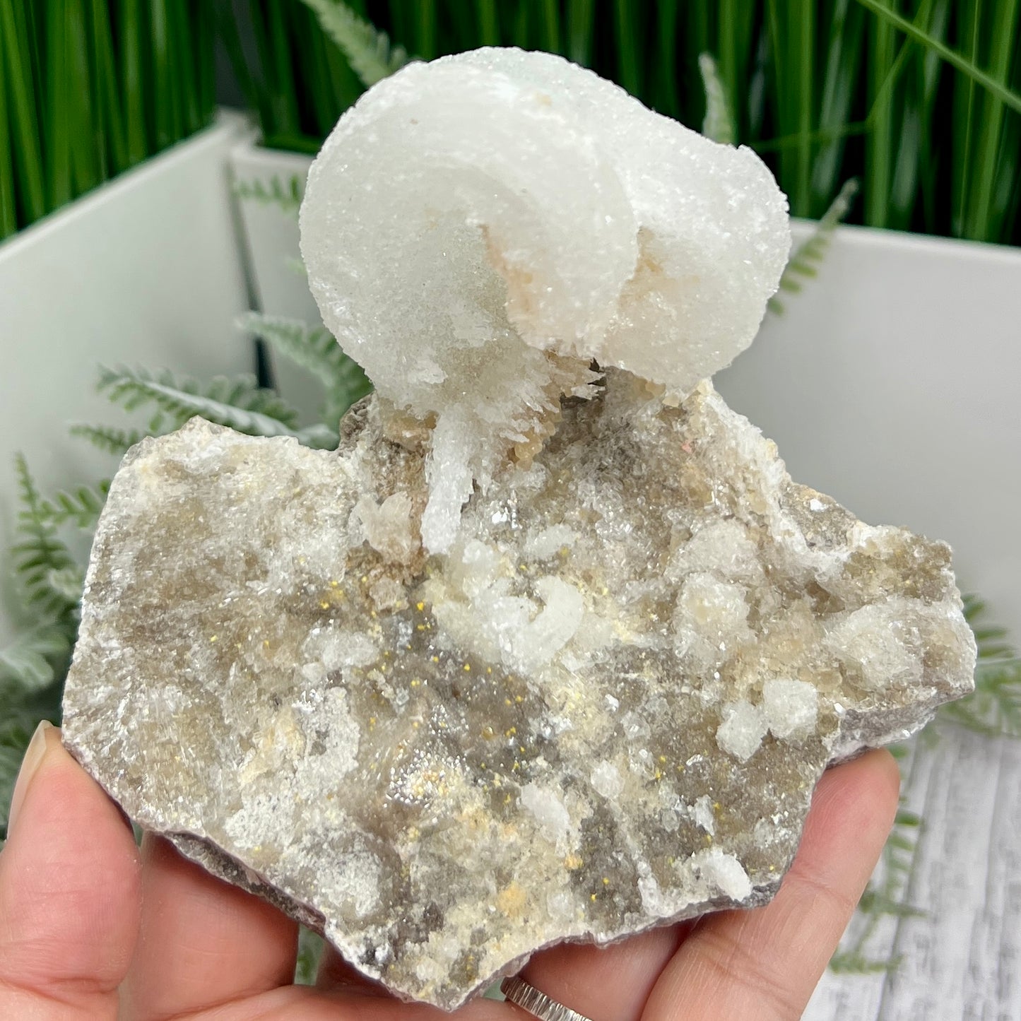 Rams Horn Selenite Gypsum RARE Raw Specimen Natural Crystal 268g