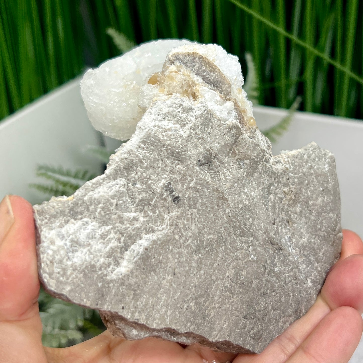 Rams Horn Selenite Gypsum RARE Raw Specimen Natural Crystal 268g