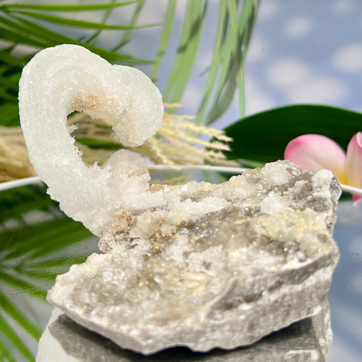 Rams Horn Selenite Gypsum RARE Raw Specimen Natural Crystal 268g