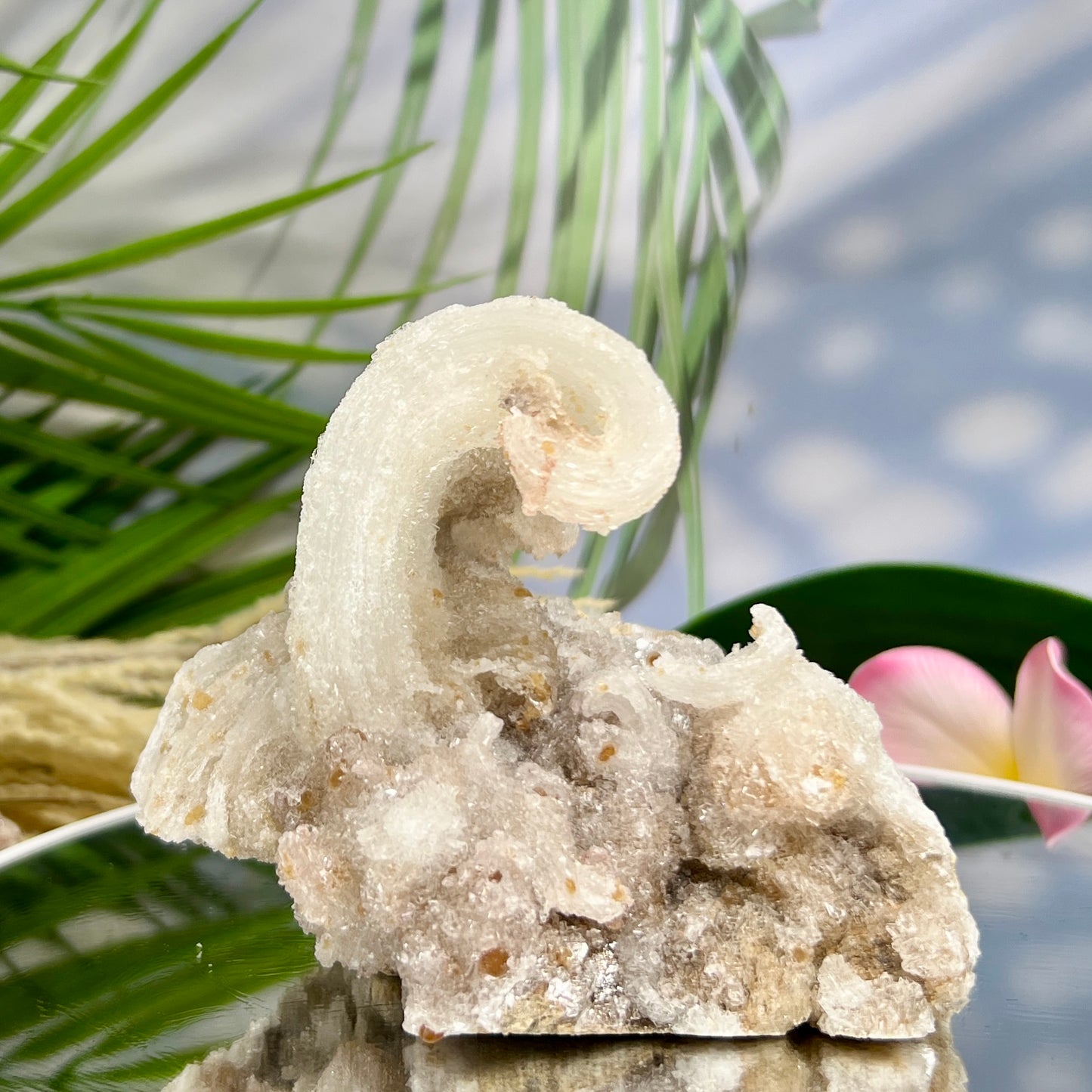 Rams Horn Selenite Gypsum RARE Raw Specimen Natural Crystal 464g