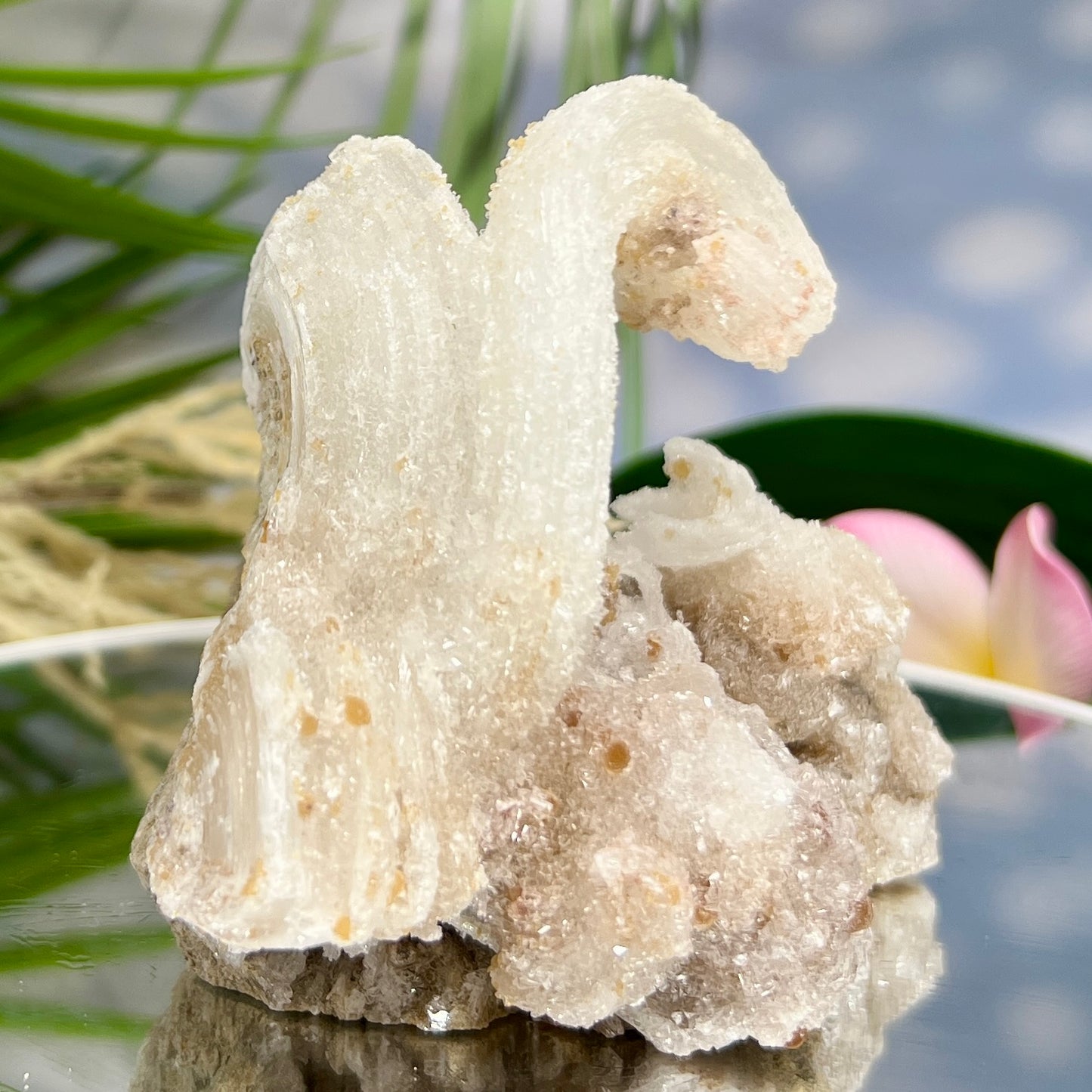 Rams Horn Selenite Gypsum RARE Raw Specimen Natural Crystal 464g