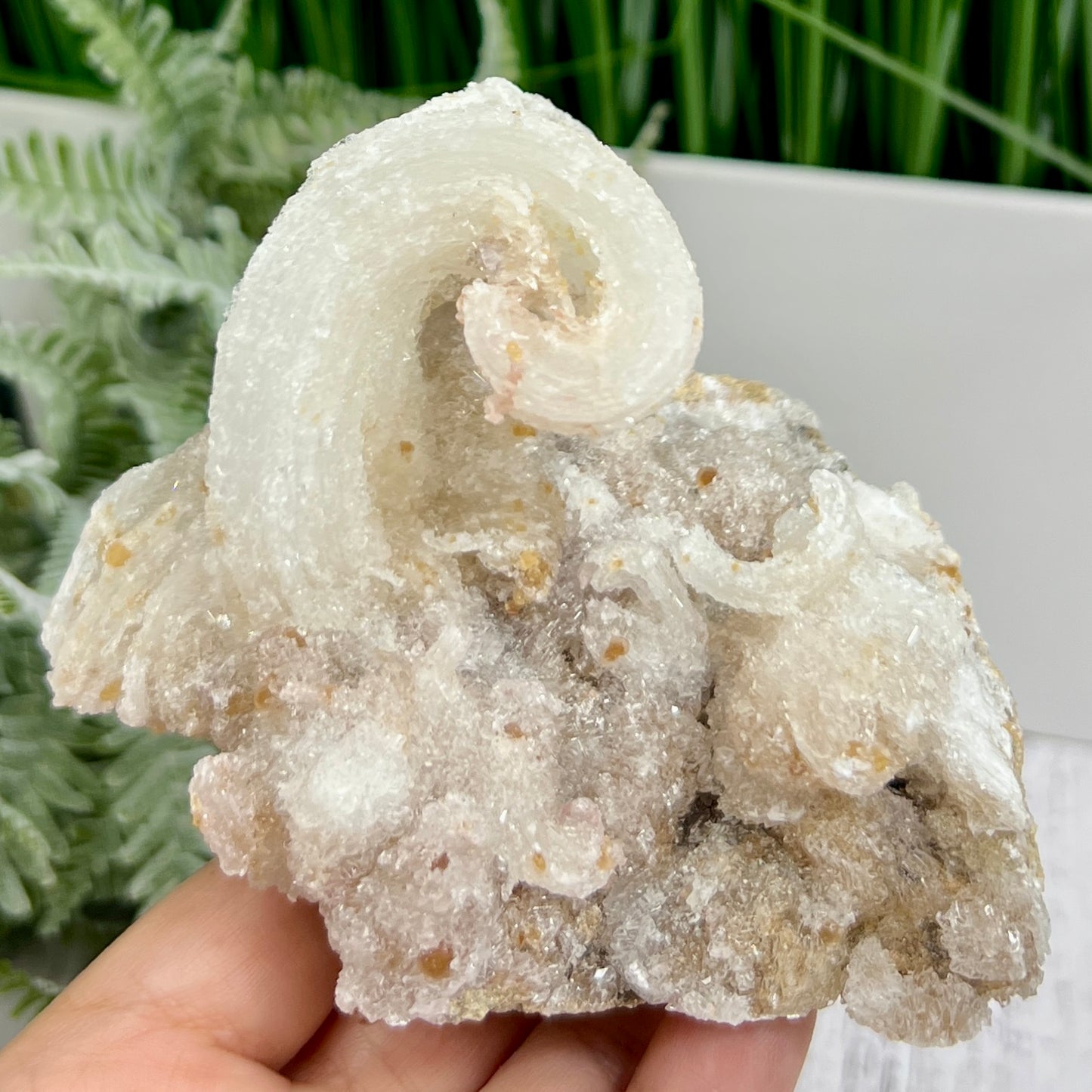 Rams Horn Selenite Gypsum RARE Raw Specimen Natural Crystal 464g