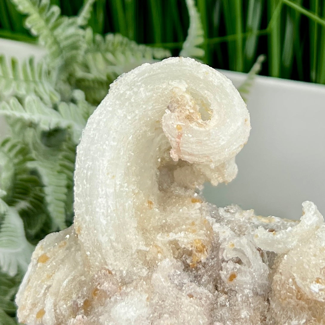 Rams Horn Selenite Gypsum RARE Raw Specimen Natural Crystal 464g