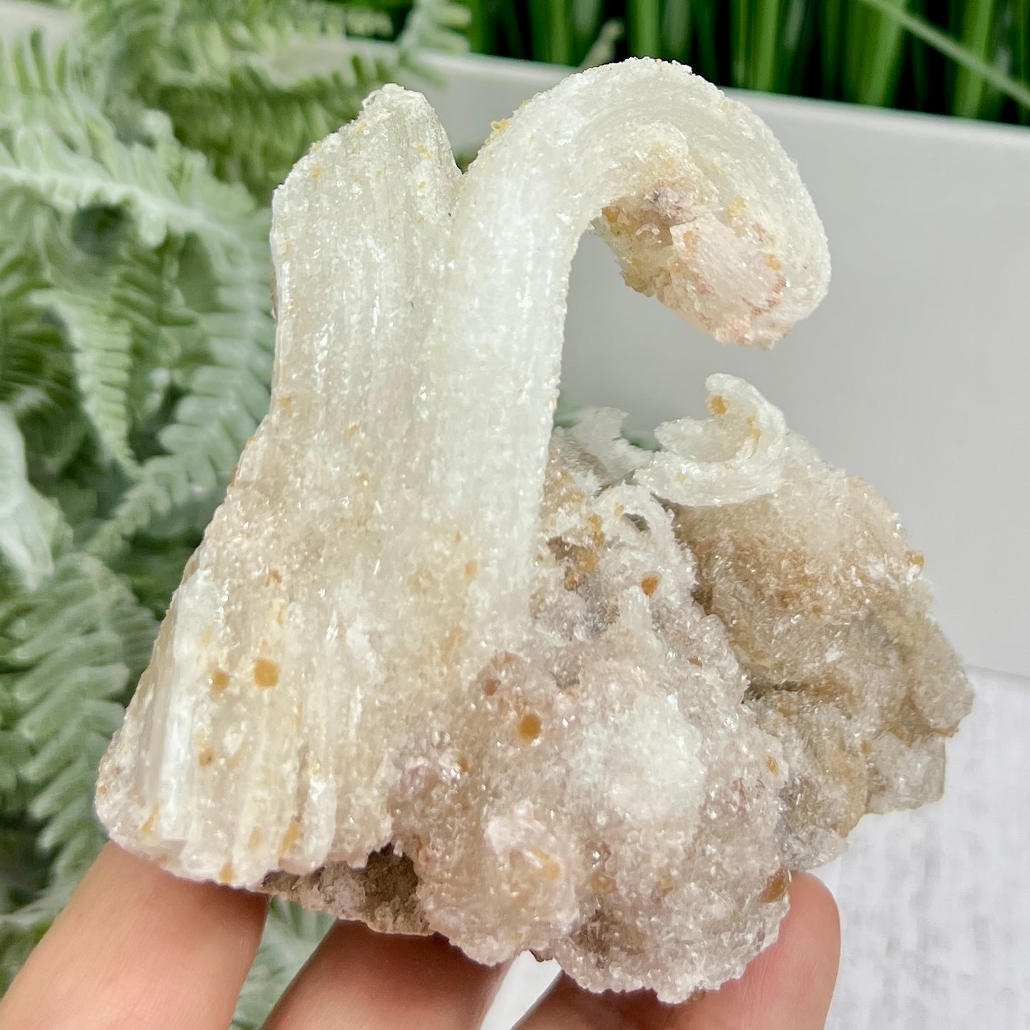 Rams Horn Selenite Gypsum RARE Raw Specimen Natural Crystal 464g