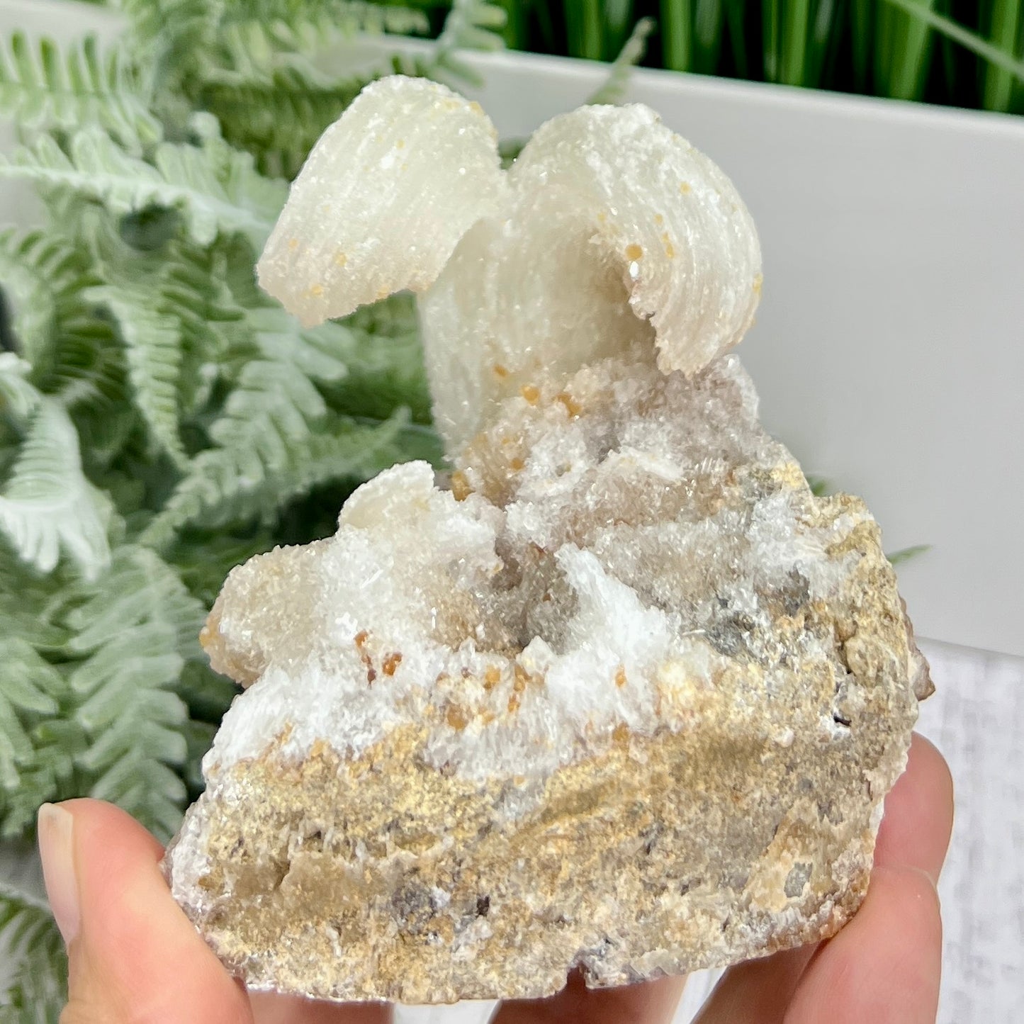 Rams Horn Selenite Gypsum RARE Raw Specimen Natural Crystal 464g