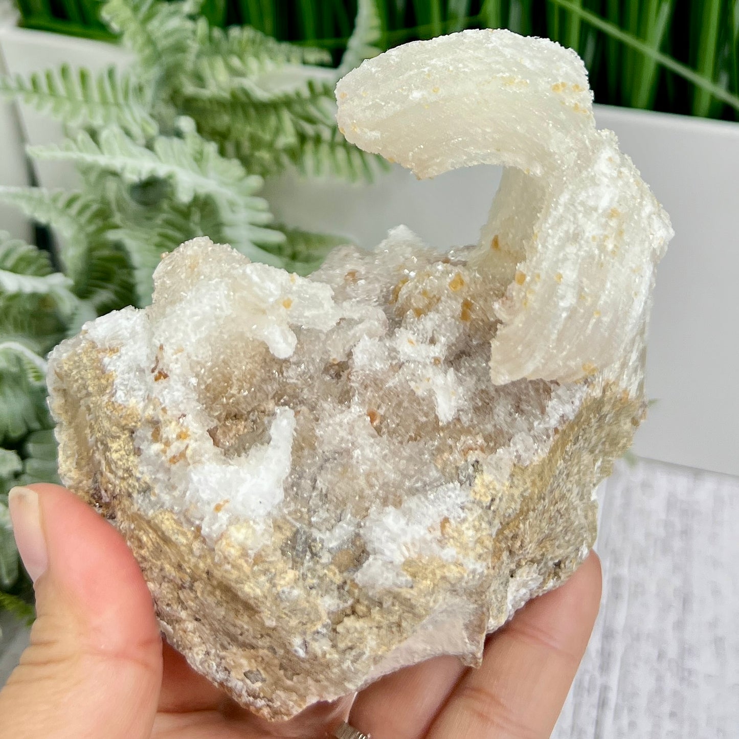 Rams Horn Selenite Gypsum RARE Raw Specimen Natural Crystal 464g