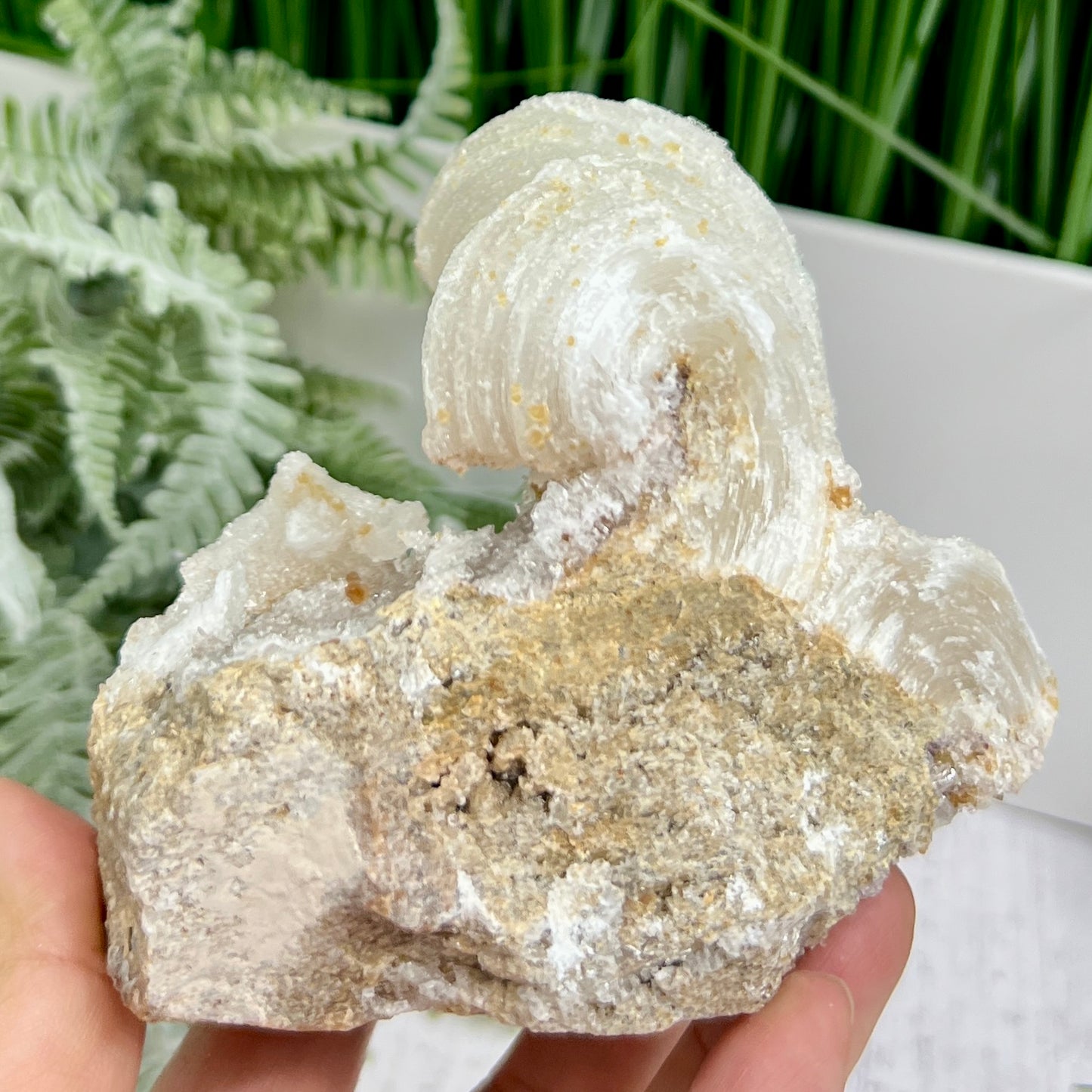 Rams Horn Selenite Gypsum RARE Raw Specimen Natural Crystal 464g