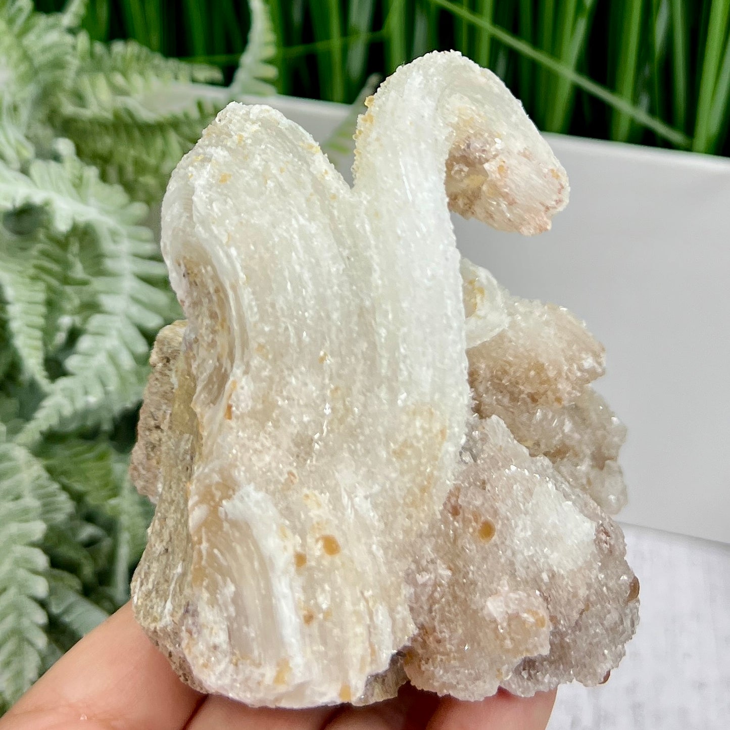 Rams Horn Selenite Gypsum RARE Raw Specimen Natural Crystal 464g