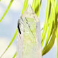 Black Tourmaline in Clear Quartz Tower Crystal Generator 156g 120mm