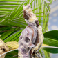 Chevron Dream Amethyst Owl on Skull Hollow Jaw  Crystal Carving 700g