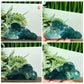 Moss Agate Clouds Self Standing Healing Crystal Carving YOU CHOOSE