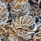 Desert Rose Selenite Barite Specimens Natural Crystal YOU CHOOSE