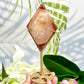 Carnelian Quartz Diamond Display with Stand Healing Crystal Carving