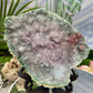 Flower Amethyst Celadonite RARE Cluster High Quality Crystal with Stand 734g