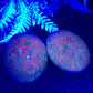 Ruby in Kyanite Palm Stones Worry UV Reactive Crystals YOU CHOOSE