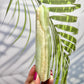Caribbean Calcite Tower Crystal Generator Crystal