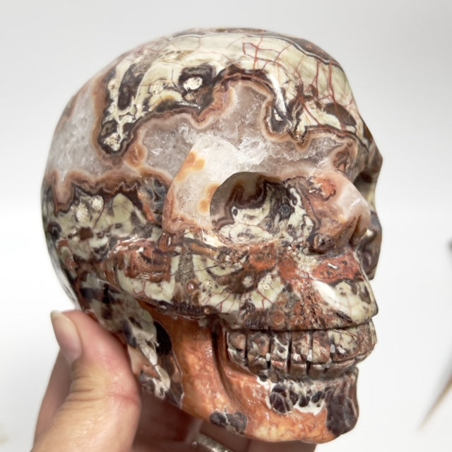 Indonesian Bloodstone Money Agate Skull Healing Crystal Carving 1212g