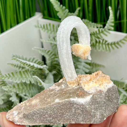 Rams Horn Selenite Gypsum RARE Raw Specimen Natural Crystal 169g