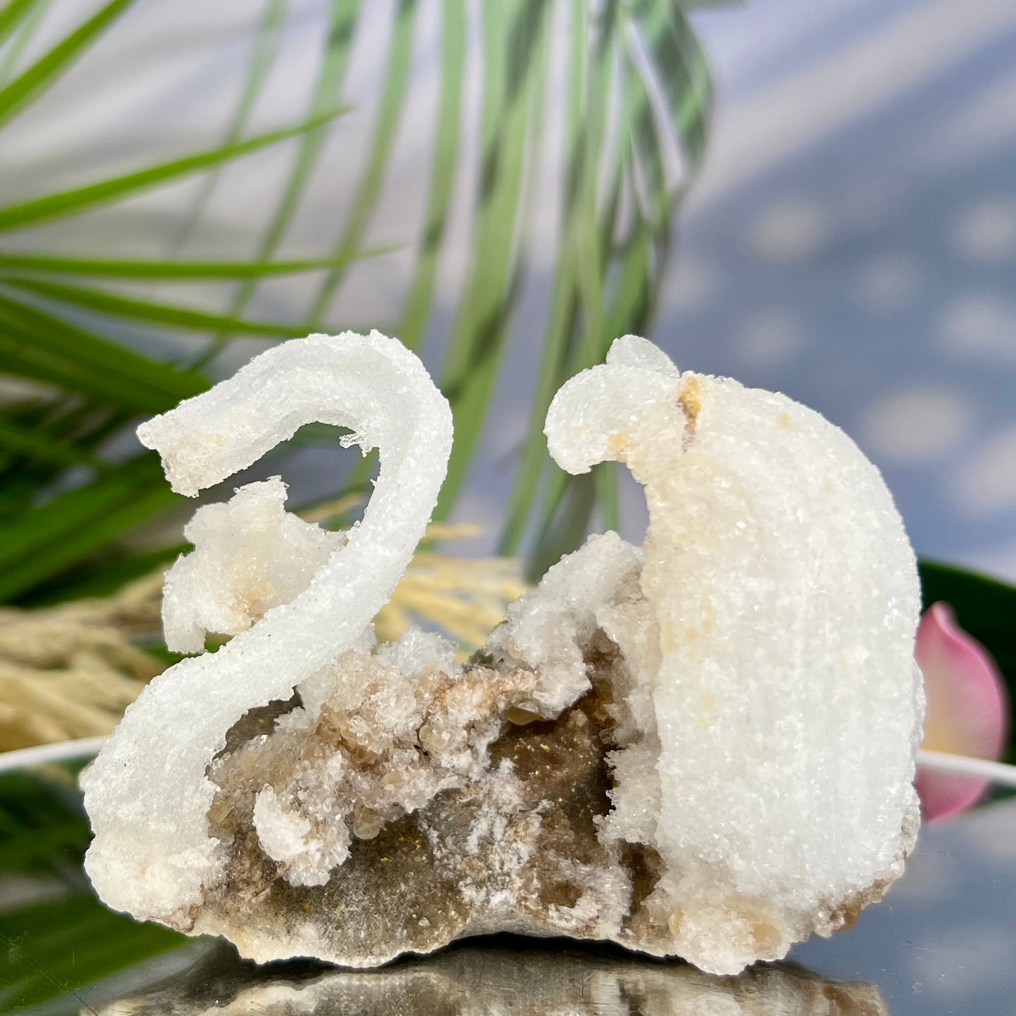 Rams Horn Selenite Gypsum RARE Raw Specimen Natural Crystal 237g