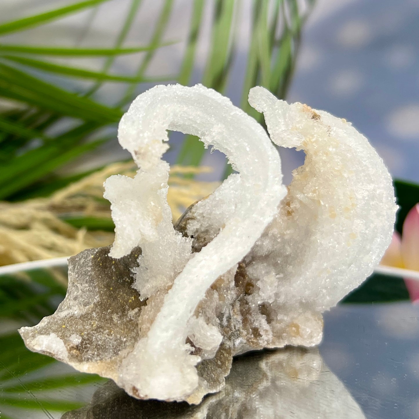 Rams Horn Selenite Gypsum RARE Raw Specimen Natural Crystal 237g