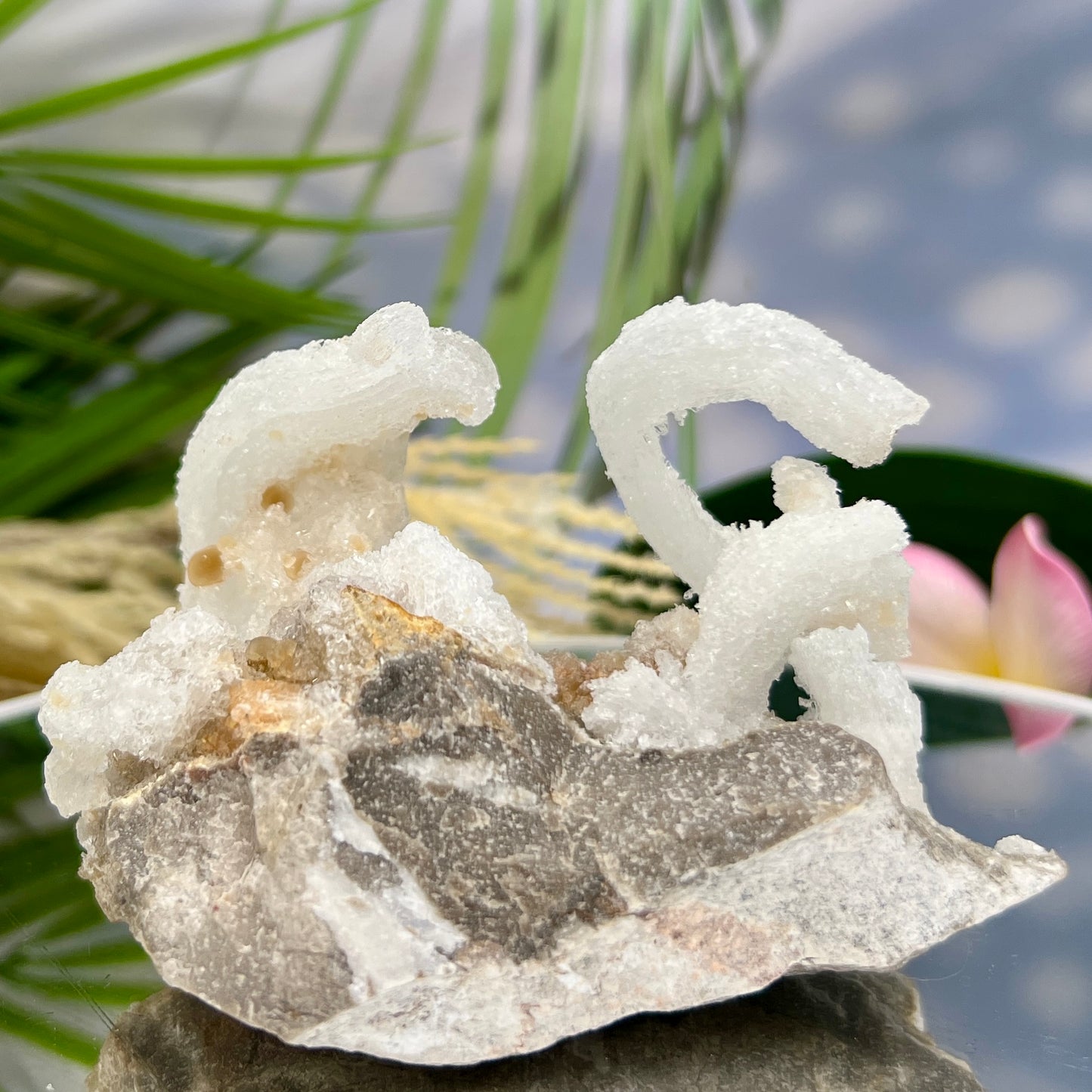 Rams Horn Selenite Gypsum RARE Raw Specimen Natural Crystal 237g