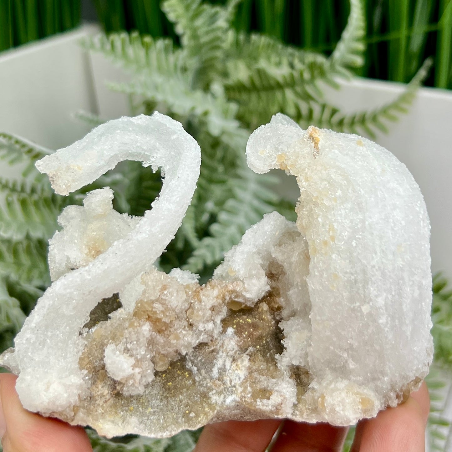 Rams Horn Selenite Gypsum RARE Raw Specimen Natural Crystal 237g