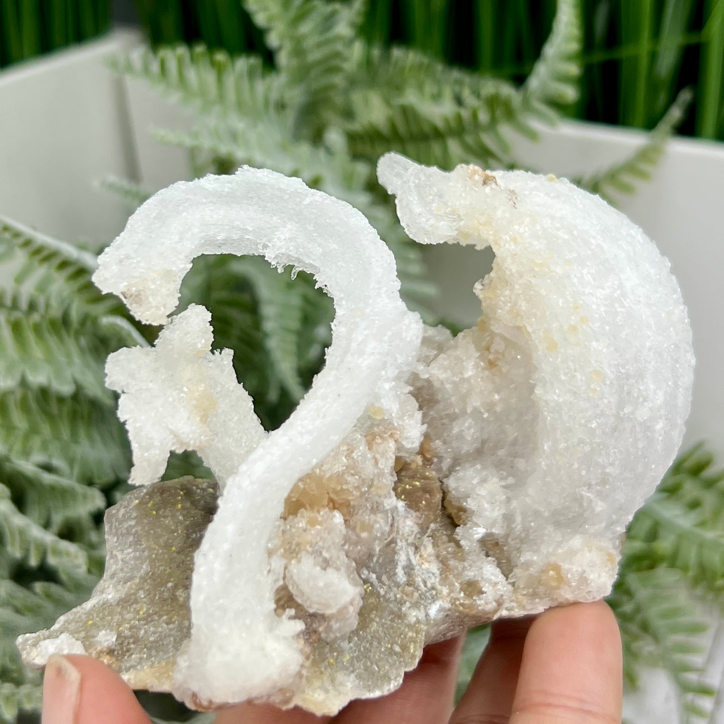 Rams Horn Selenite Gypsum RARE Raw Specimen Natural Crystal 237g