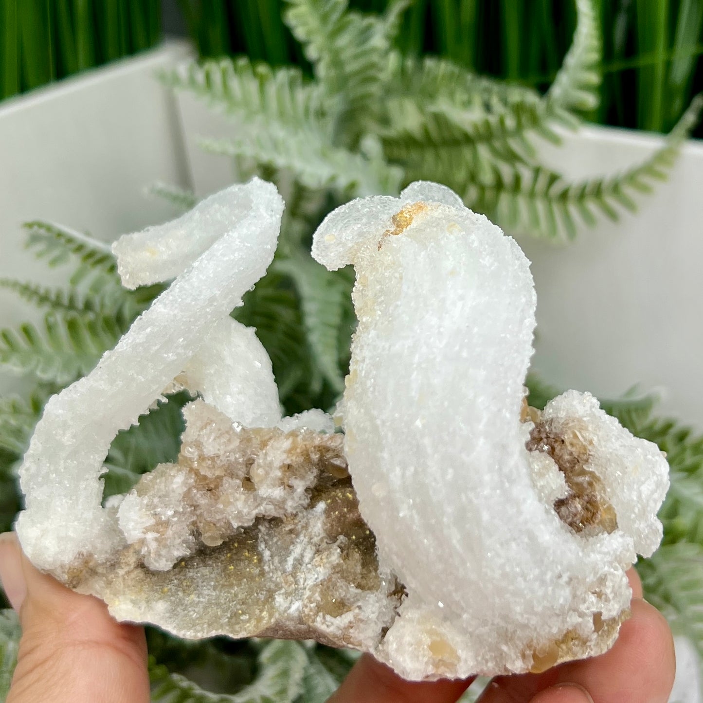 Rams Horn Selenite Gypsum RARE Raw Specimen Natural Crystal 237g