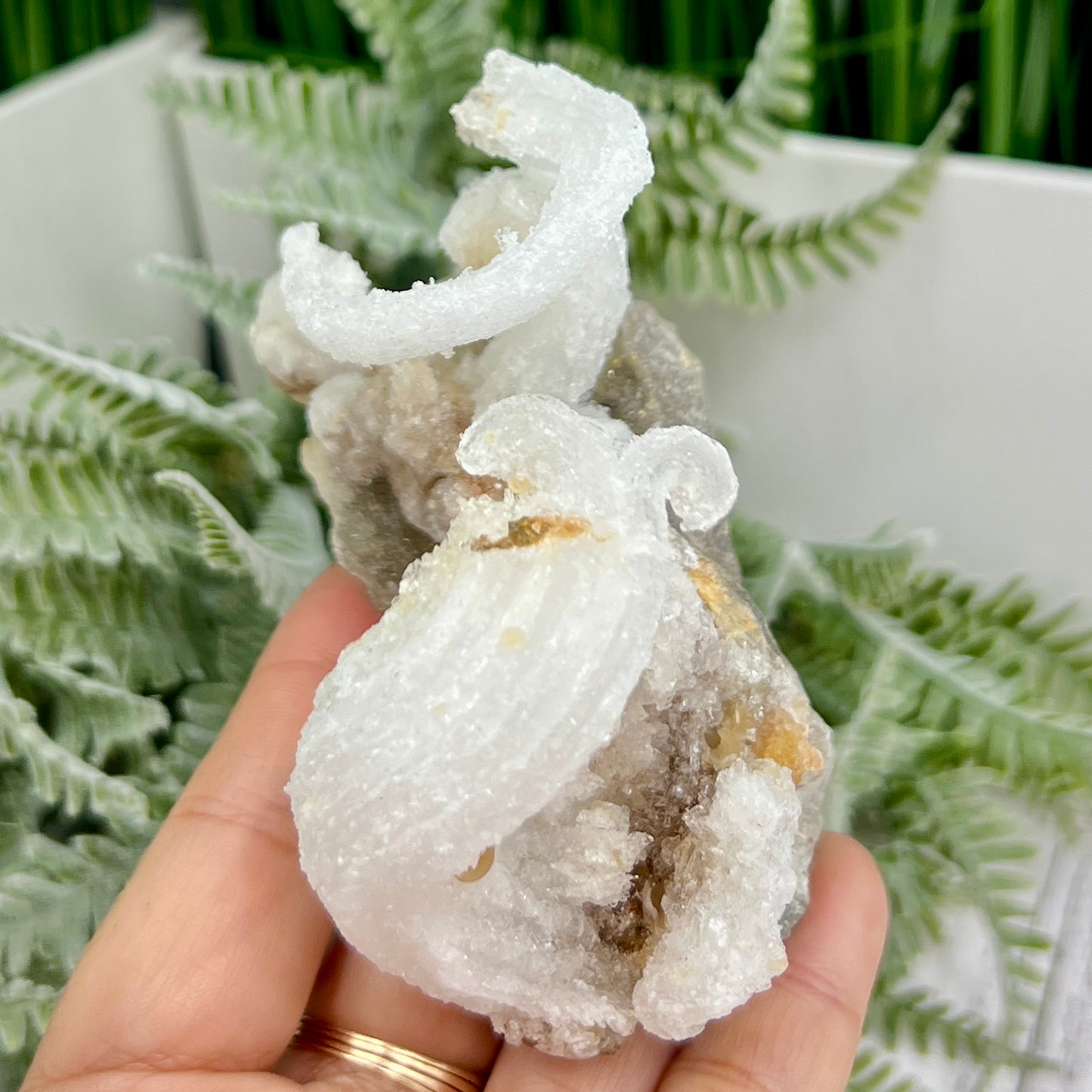 Rams Horn Selenite Gypsum RARE Raw Specimen Natural Crystal 237g