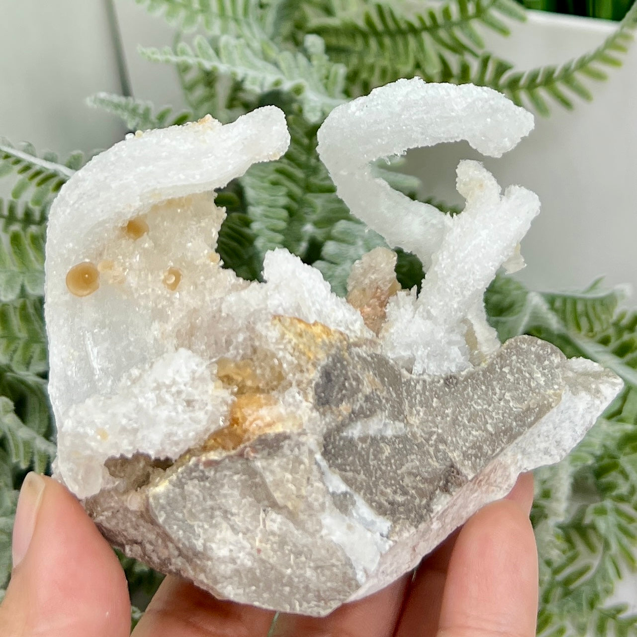 Rams Horn Selenite Gypsum RARE Raw Specimen Natural Crystal 237g