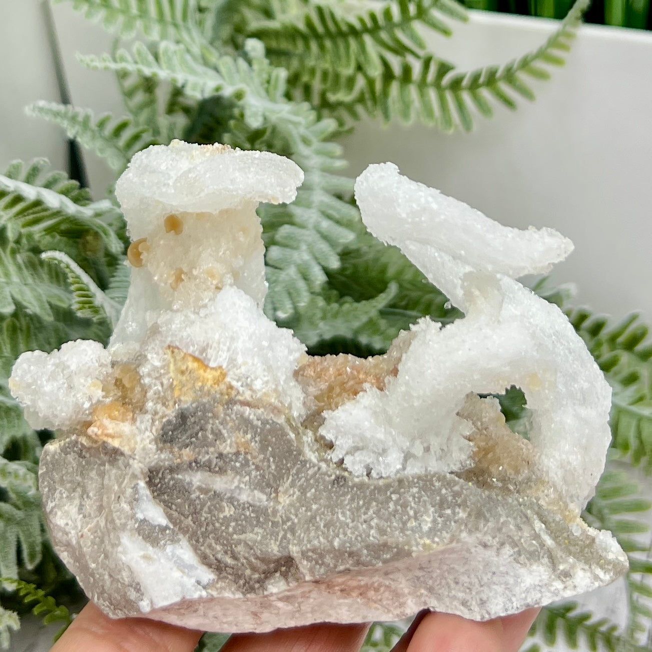 Rams Horn Selenite Gypsum RARE Raw Specimen Natural Crystal 237g