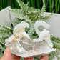 Rams Horn Selenite Gypsum RARE Raw Specimen Natural Crystal 237g