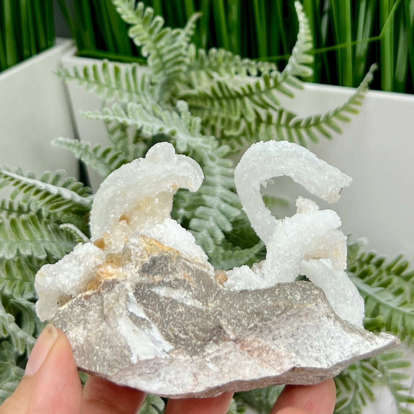 Rams Horn Selenite Gypsum RARE Raw Specimen Natural Crystal 237g