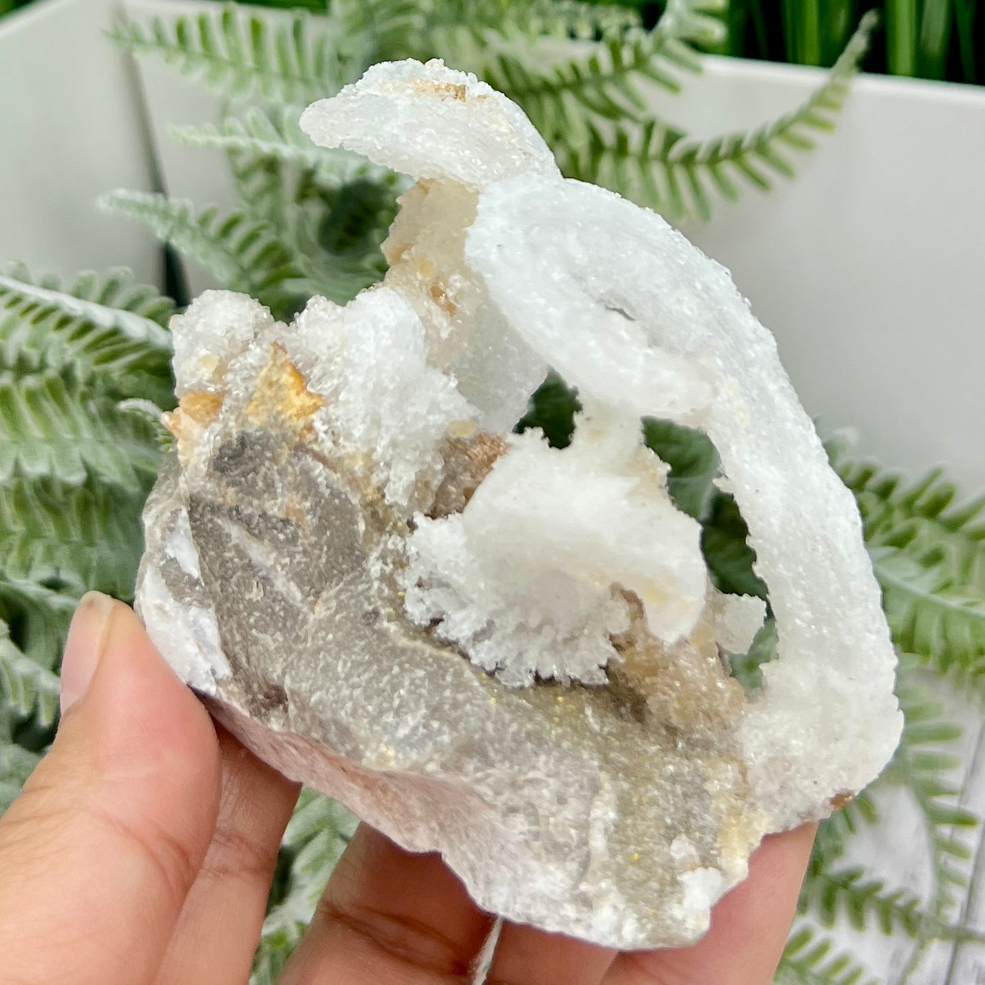 Rams Horn Selenite Gypsum RARE Raw Specimen Natural Crystal 237g
