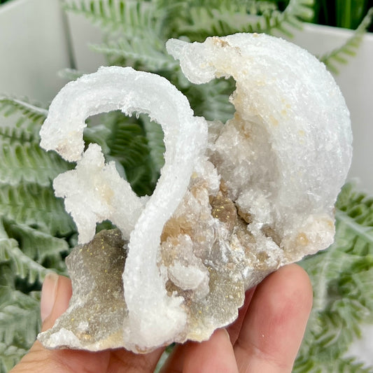 Rams Horn Selenite Gypsum RARE Raw Specimen Natural Crystal 237g