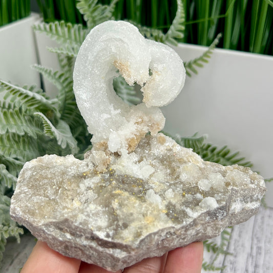 Rams Horn Selenite Gypsum RARE Raw Specimen Natural Crystal 268g