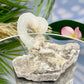 Rams Horn Selenite Gypsum RARE Raw Specimen Natural Crystal 268g