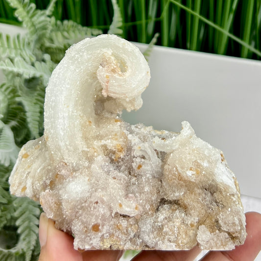 Rams Horn Selenite Gypsum RARE Raw Specimen Natural Crystal 464g