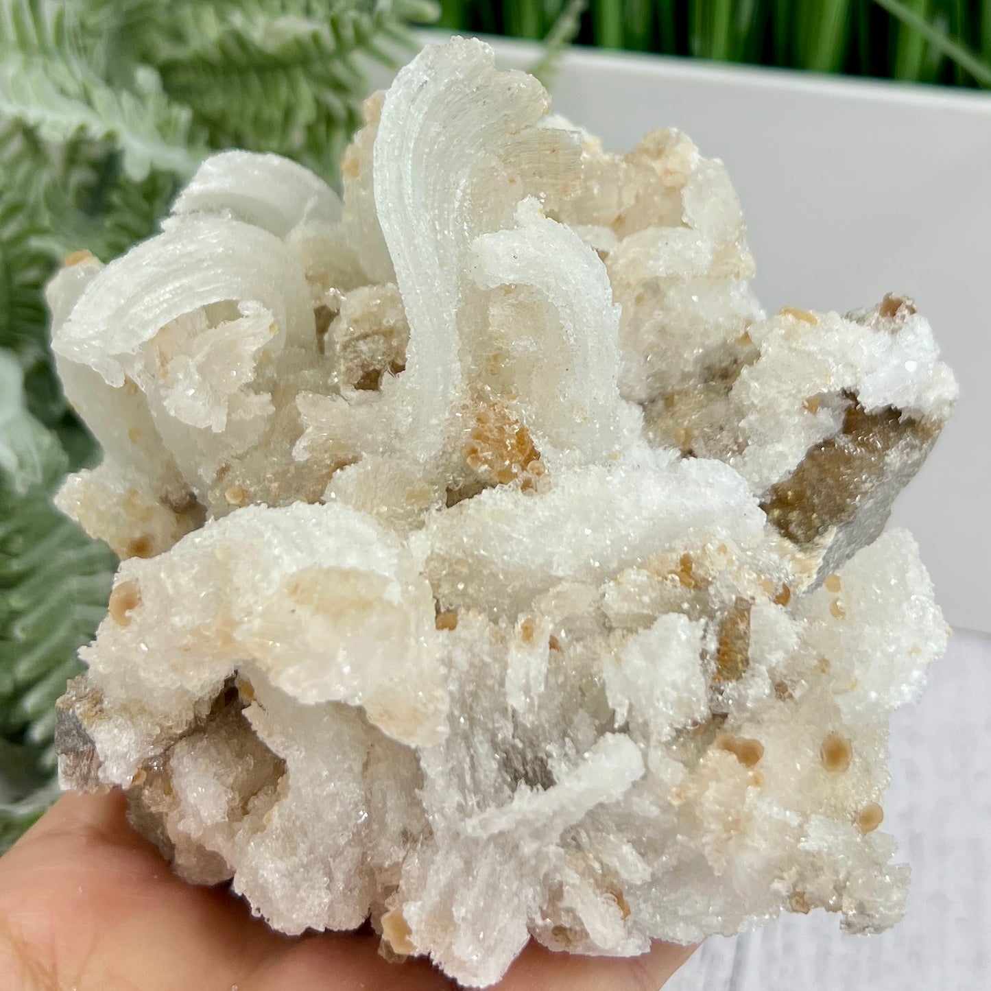 Rams Horn Selenite Large Gypsum RARE Raw Specimen Natural Crystal 822g