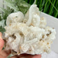 Rams Horn Selenite Large Gypsum RARE Raw Specimen Natural Crystal 822g