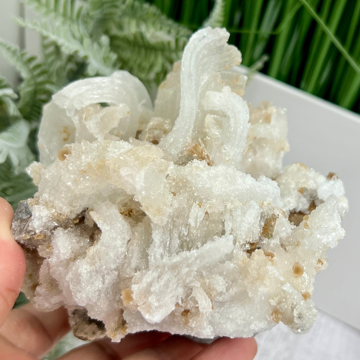 Rams Horn Selenite Large Gypsum RARE Raw Specimen Natural Crystal 822g