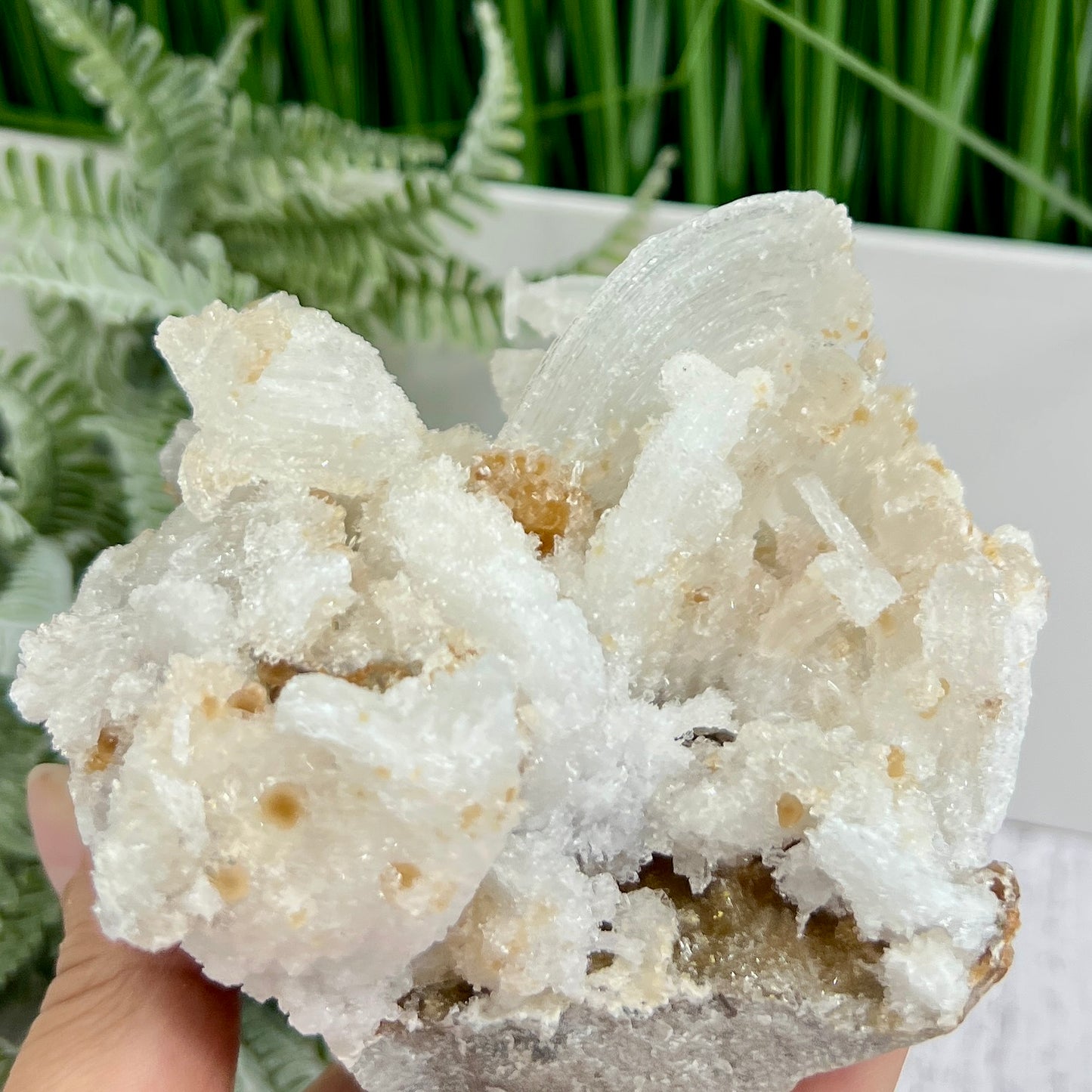 Rams Horn Selenite Large Gypsum RARE Raw Specimen Natural Crystal 822g