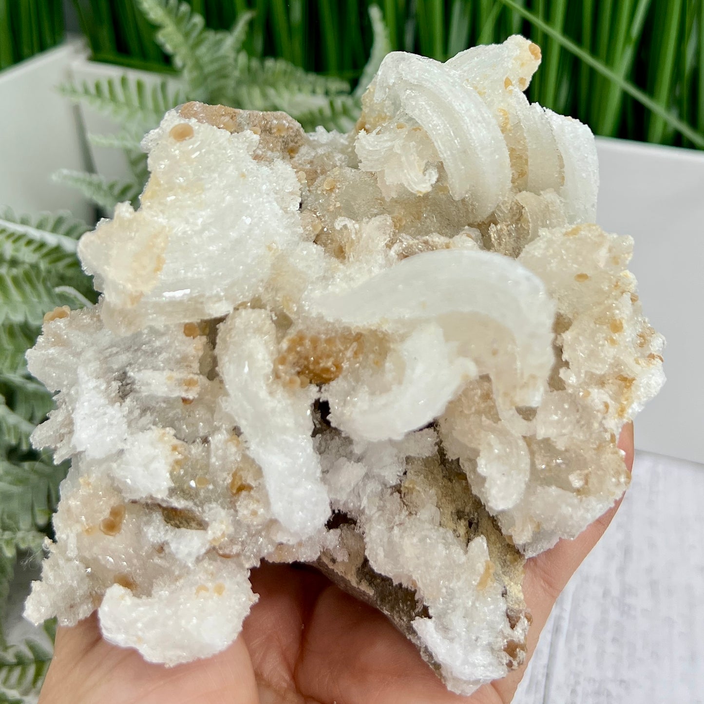 Rams Horn Selenite Large Gypsum RARE Raw Specimen Natural Crystal 822g